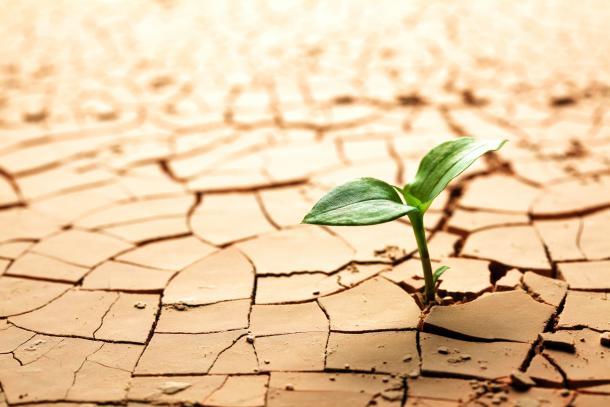 Drought Preparedness & Water Conservation